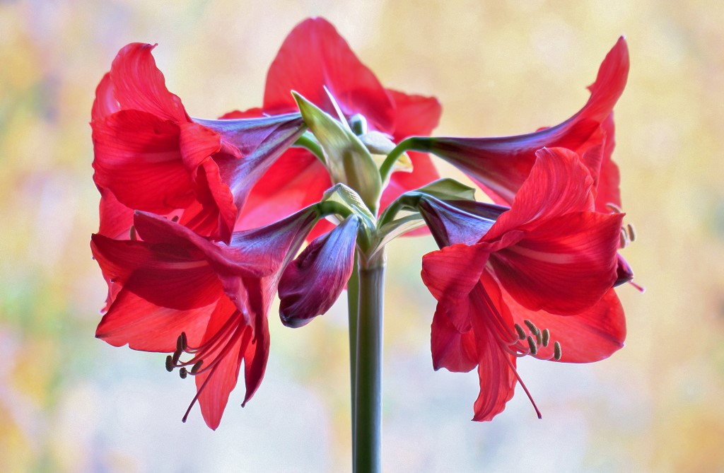 Amaryllis_1.JPG
