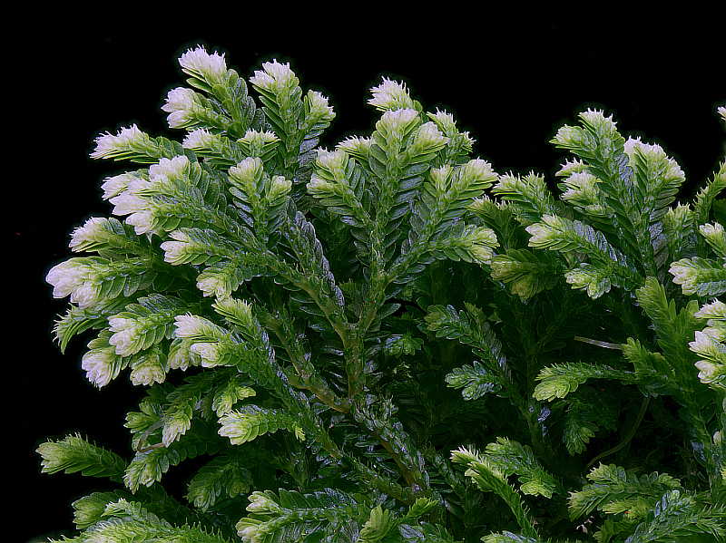 Moosdetail 1a klein.jpg