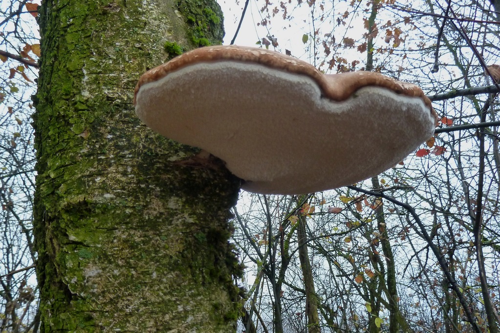 Birkenporling_u.jpg