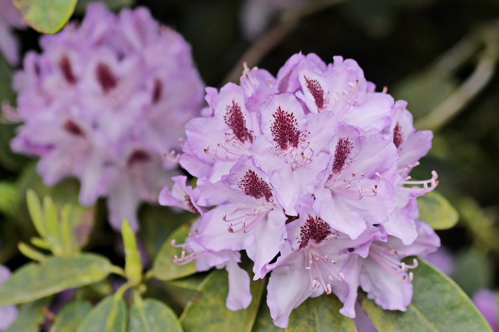 Rhododendron Blüte.JPG