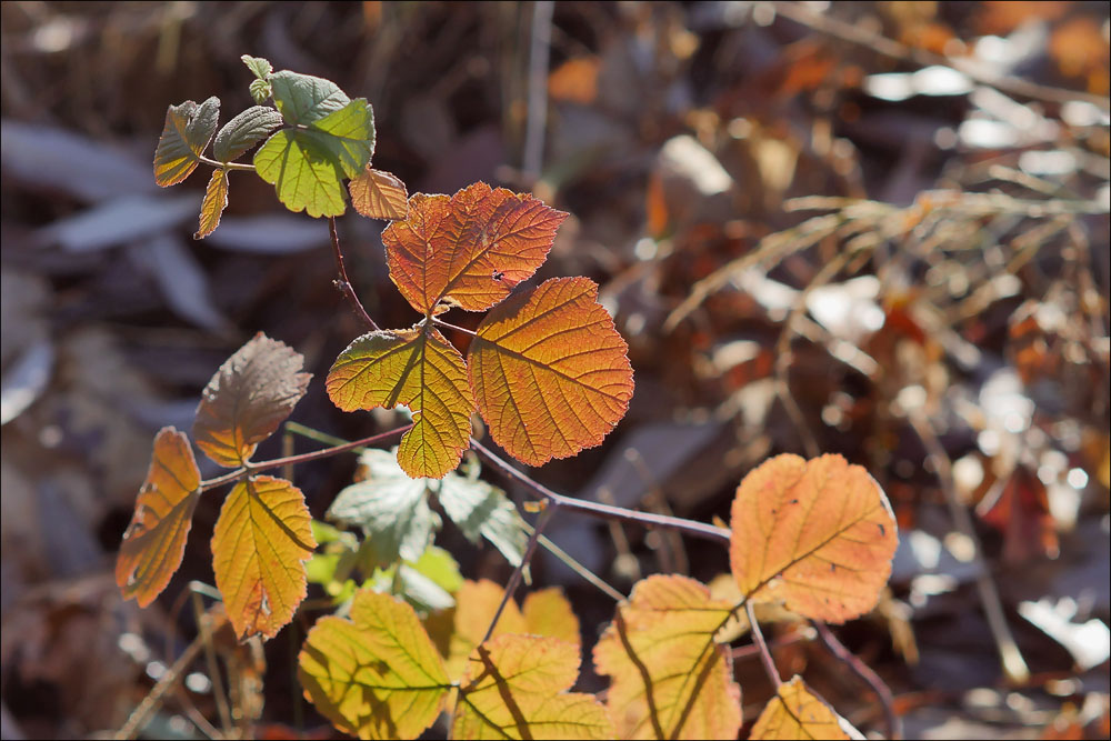 herbst_28.jpg