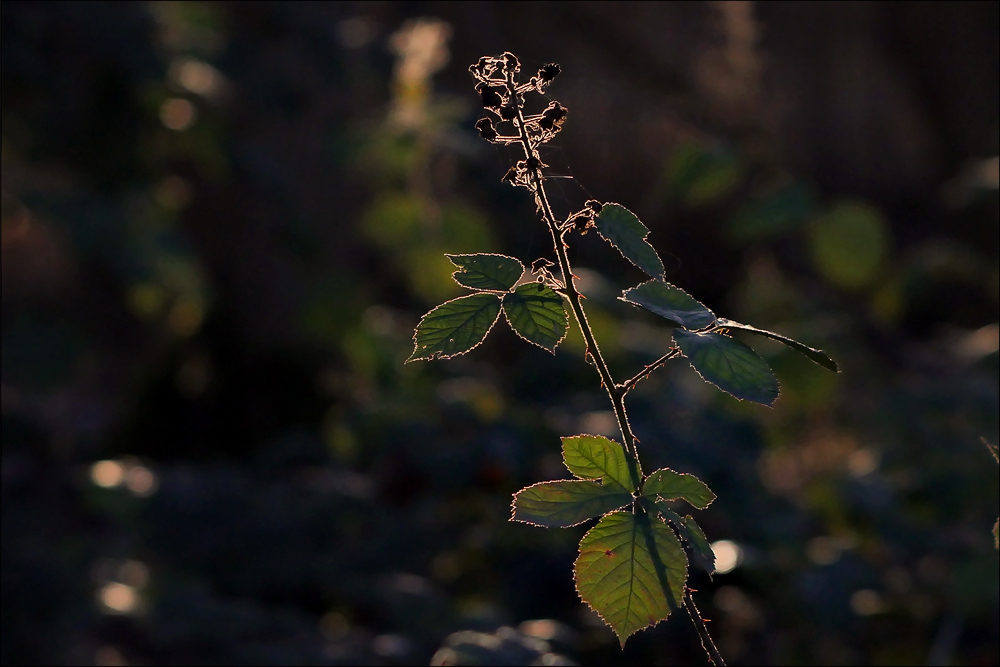 takumar_135_preset.jpg