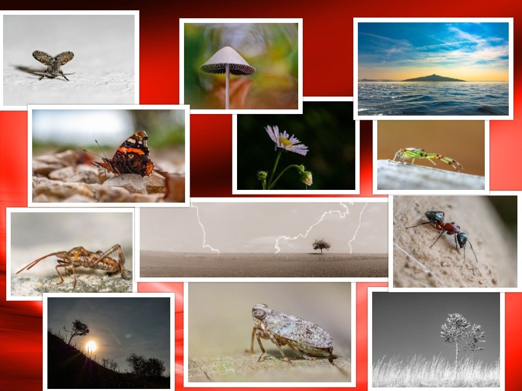 collage.jpg
