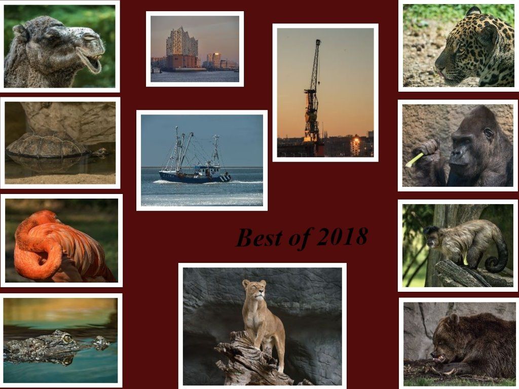 collage.jpg