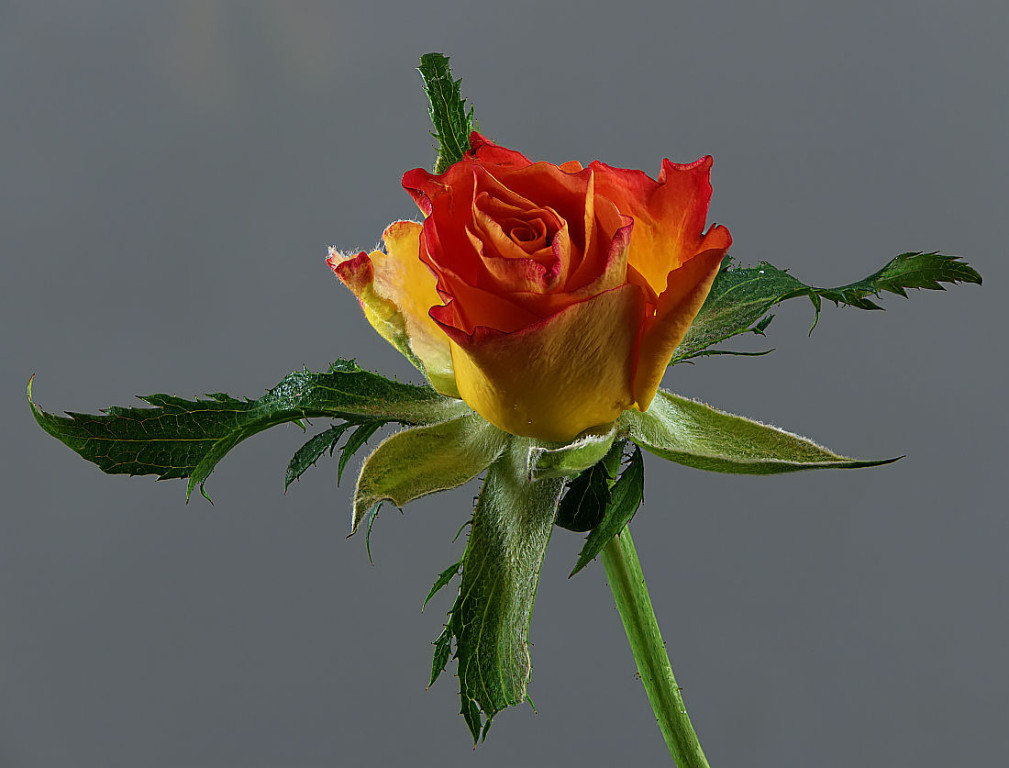 Rose gelb-rotorange klein.jpg