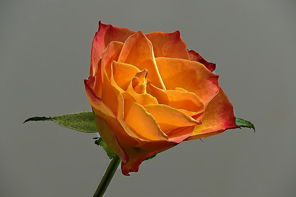 Gelb-Orange Rose klein.jpg