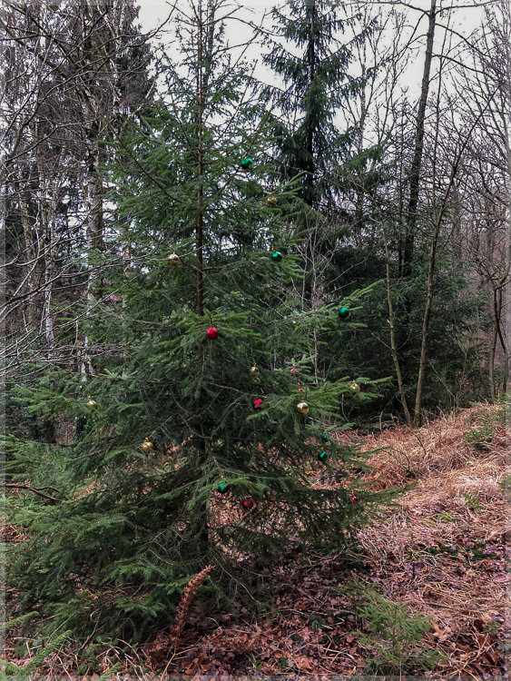 181223_For_2692.jpg