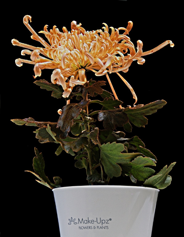 Feuerwerks-Chrysantheme klein.jpg