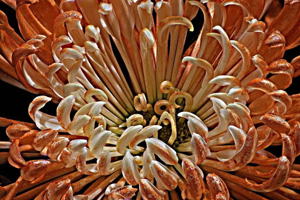 Feuerwerks-Chrysantheme Detail 1 klein.jpg
