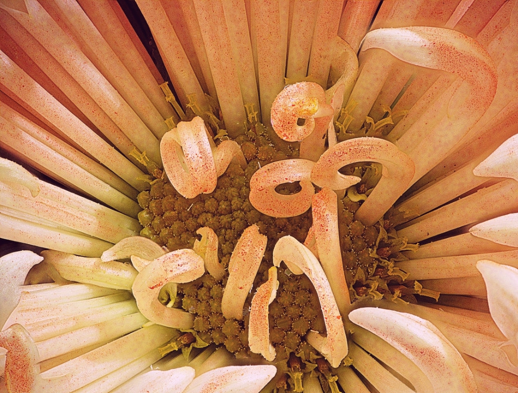 Feuerwerks-Chrysantheme Detail 2 klein.jpg