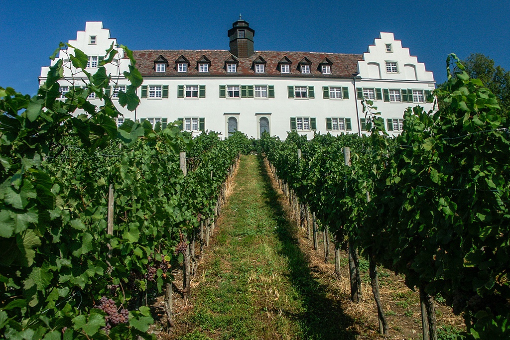 Minolta Dimage 7i Weinberg am Bodensee Sept2003.jpg