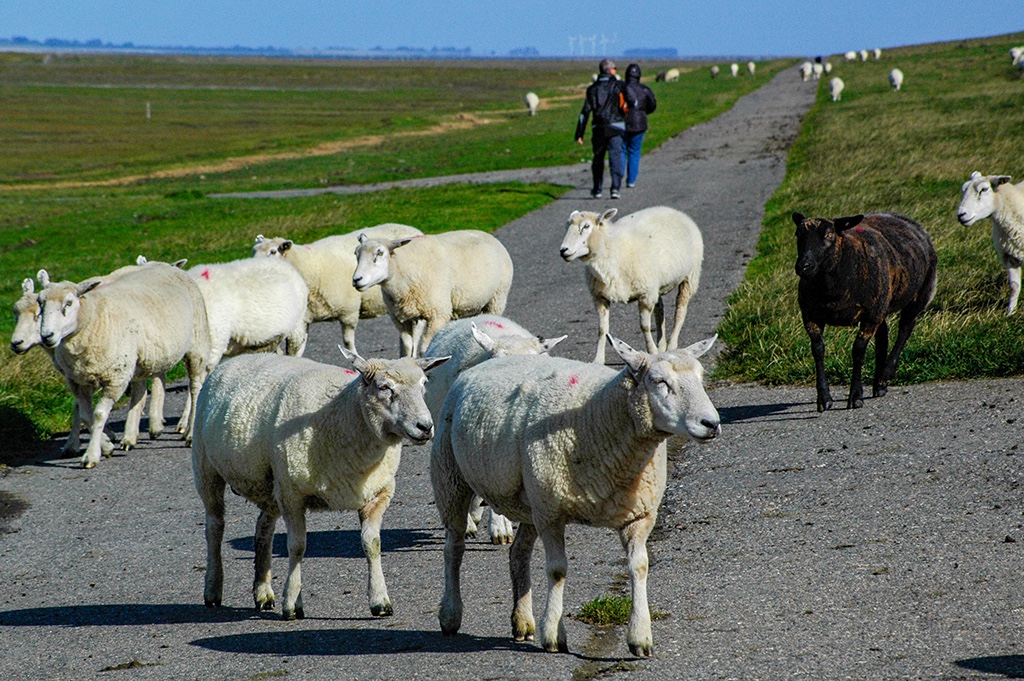 NIKON D70 St.Peter-Ording_blacksheepofthefamily Sept2007.jpg