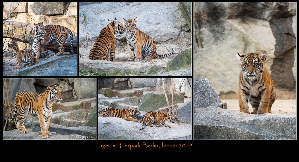 Tiger_Collage_comp10.jpg