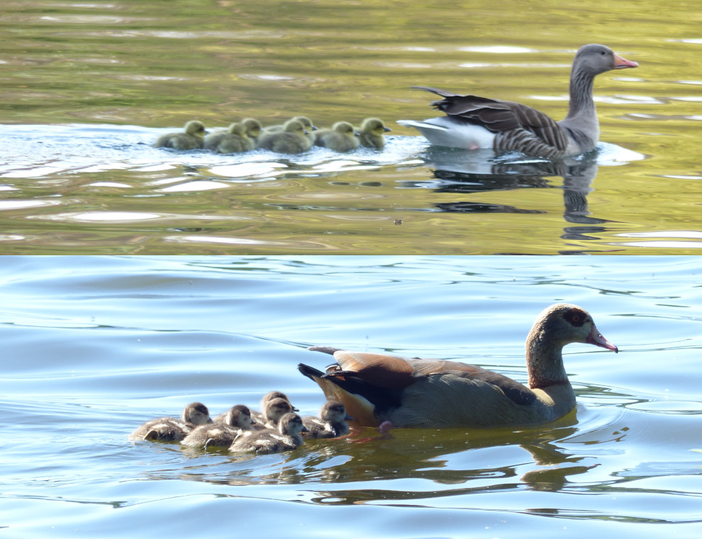 Graugans Nilgans.JPG