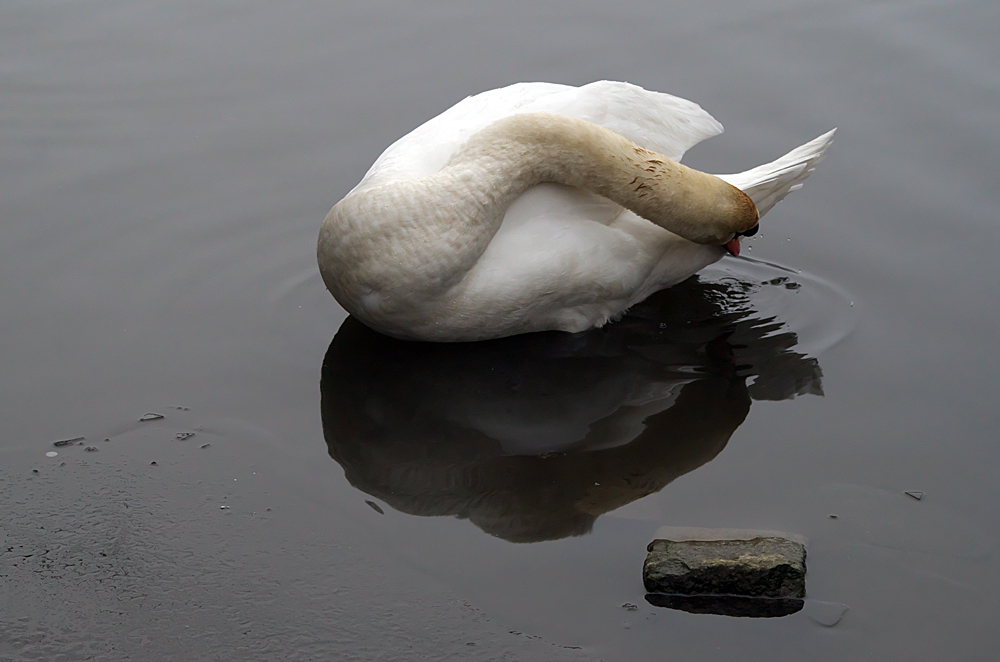 20_01_Harburg_Stadtpark_08.jpg