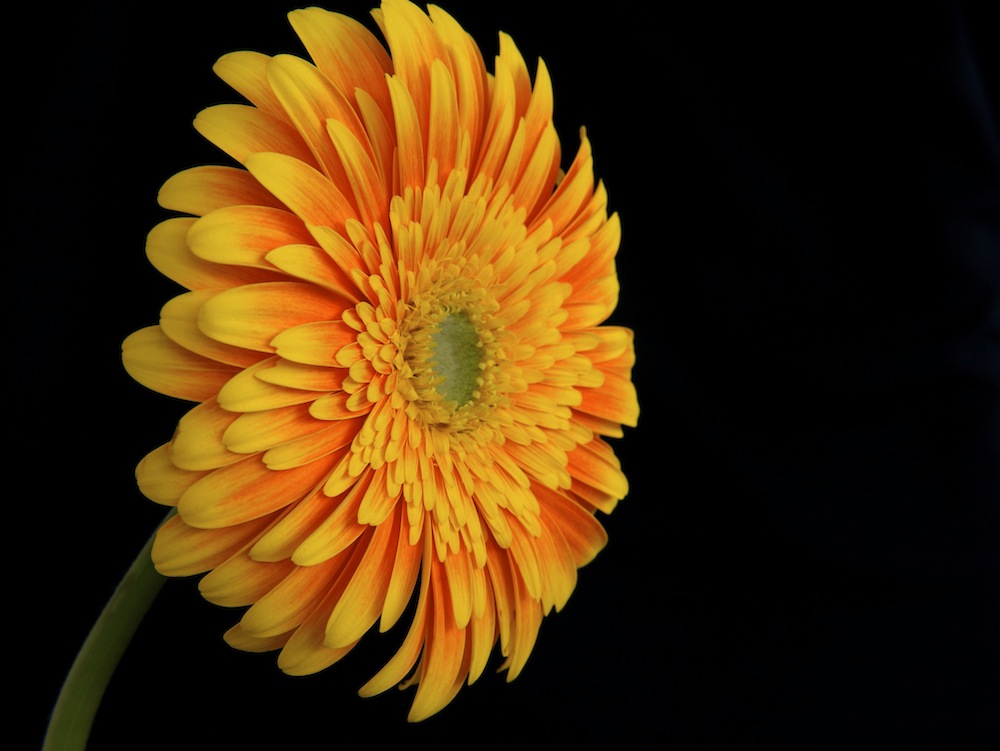 blume 3616 - 2012-06-07.jpg