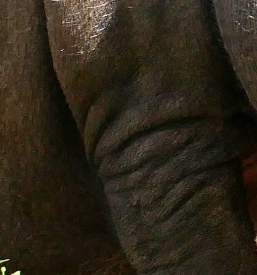 P1330014 lf.JPG