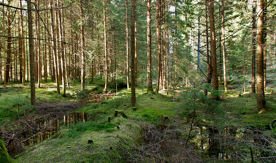 ImMoor_Mrz2019_900px.JPG