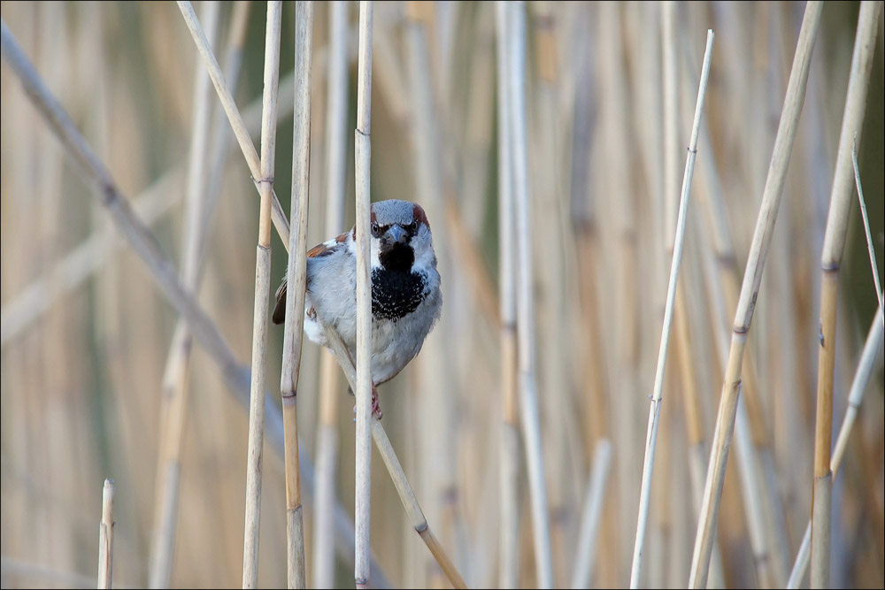 spatz_schloss_charlottenburg.jpg