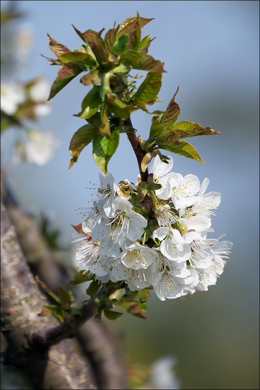 fruehling_2019_21.jpg