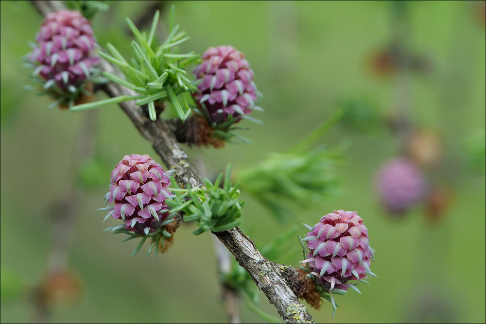 fruehling_2019_20.jpg