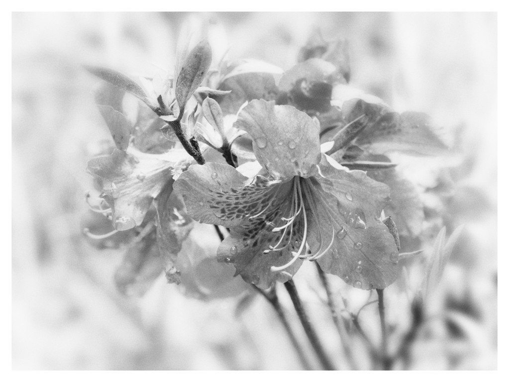 Rhododendron_Pastell_BW_1200px.jpg