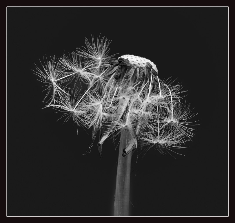 Pusteblume2_BW_1200px.jpg