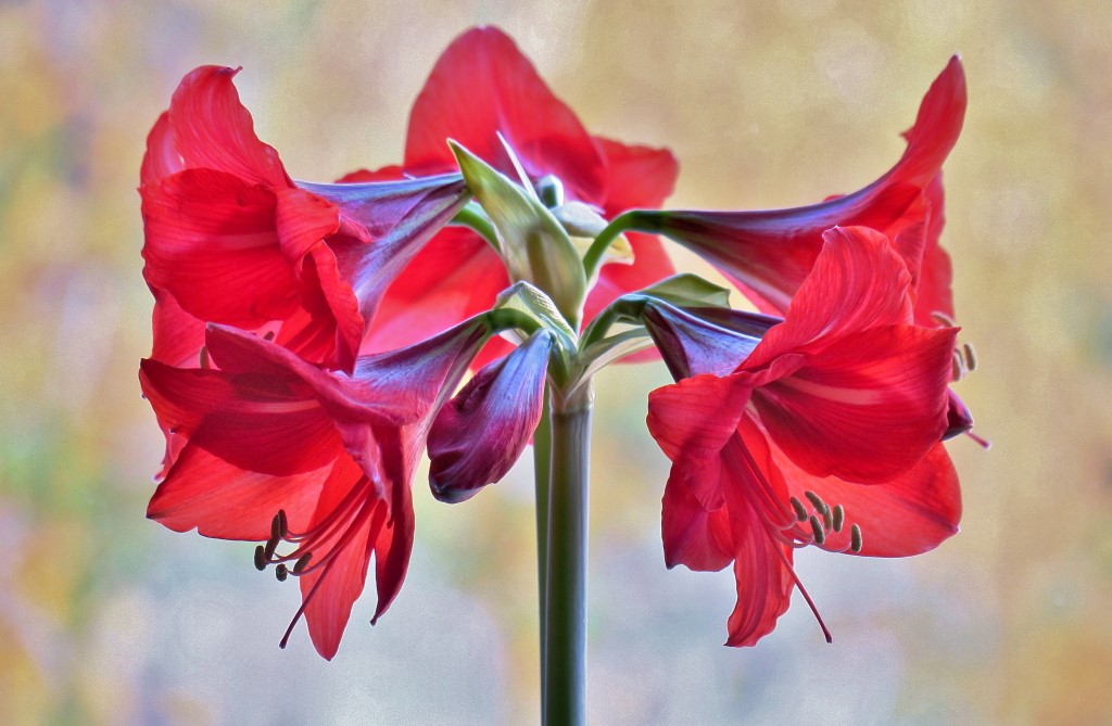 Amaryllis_1.JPG