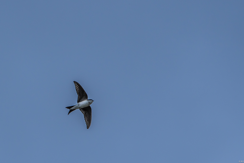 DSC_0524.jpg