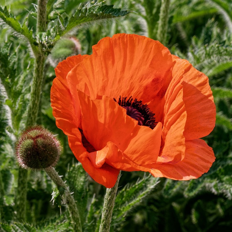 Mohn-1_1200px.jpg