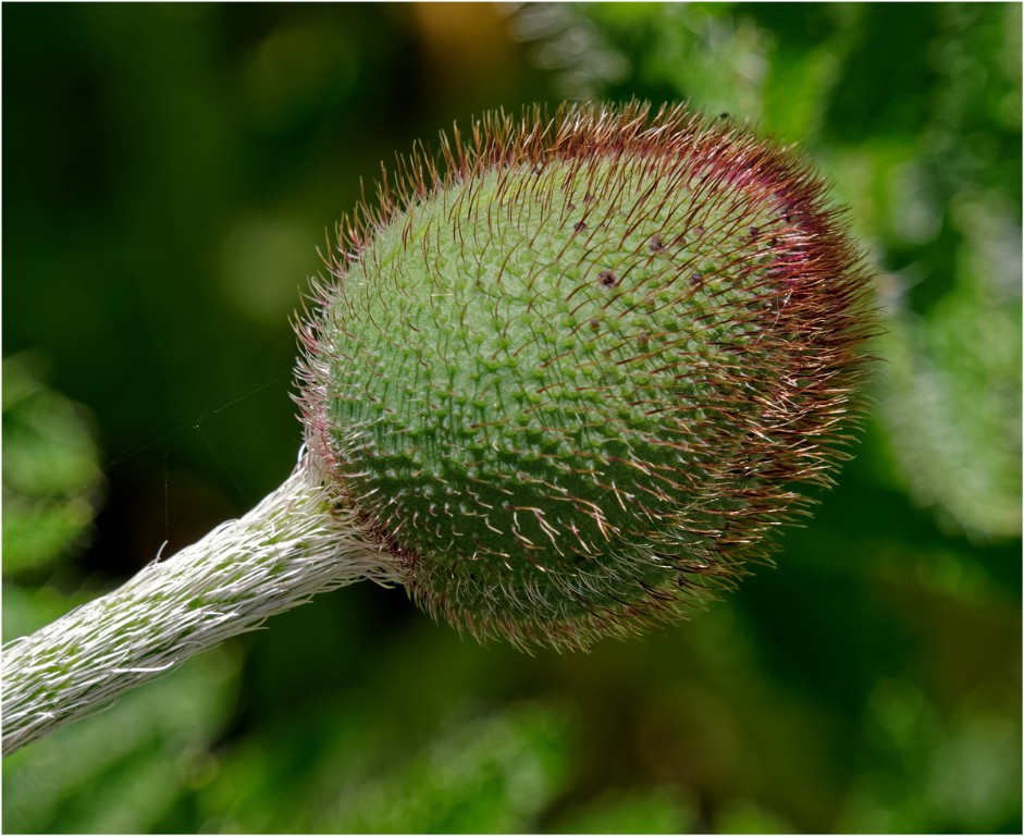 Mohn-in-spe-1200px.jpg