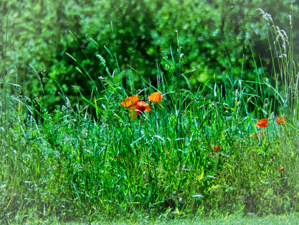 Mohn im Gras.jpg