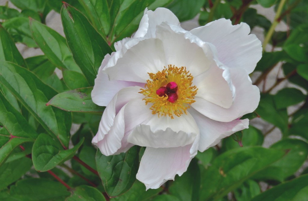 Paeonia.JPG