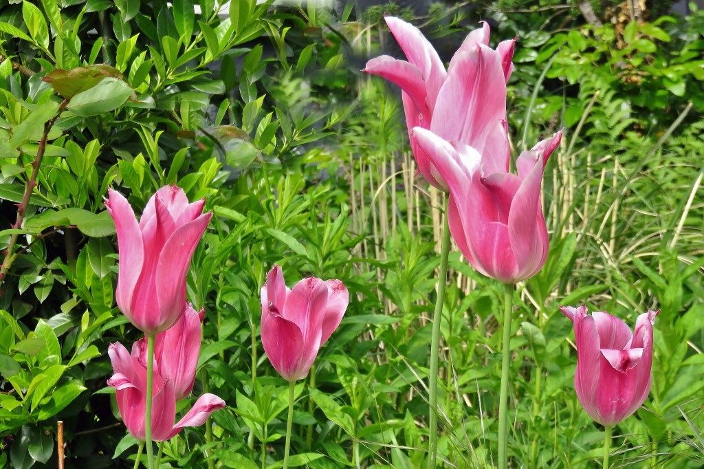 Tulipa.JPG