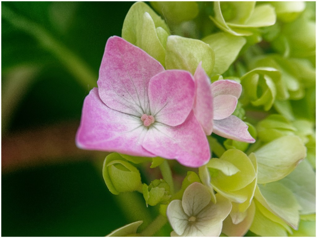 Hortensie1d-ZR_1200px.jpg