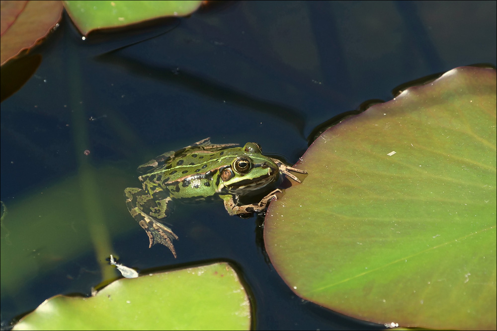 frosch.jpg