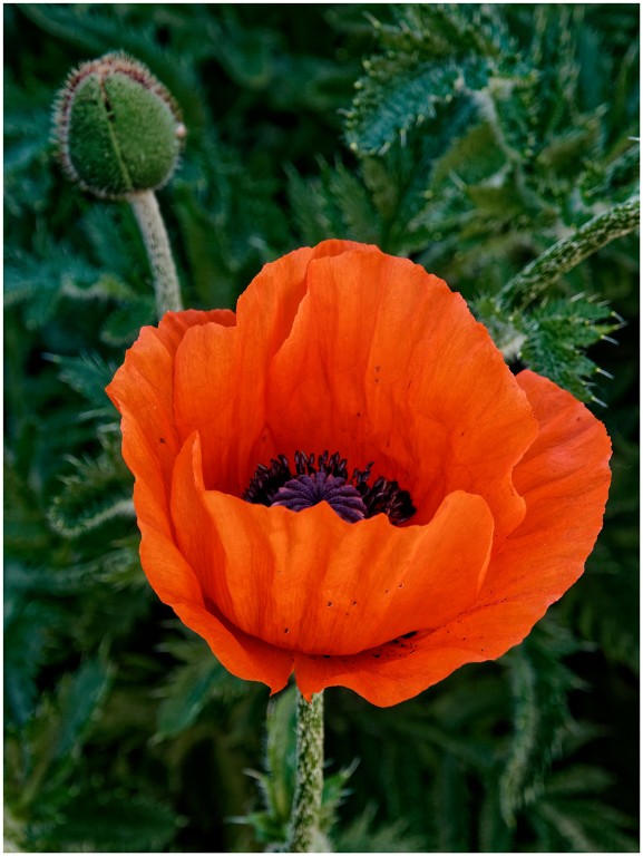 Mohn-0306-1_1200px.jpg