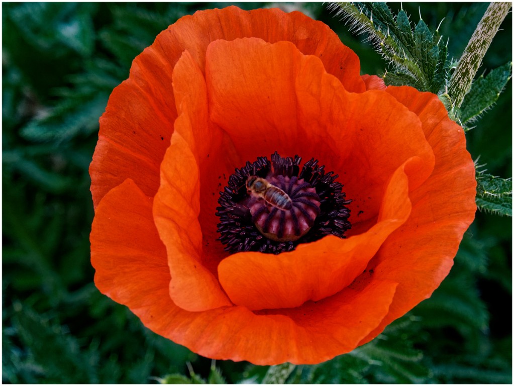 Mohn-mit-Besuch_1200px.jpg