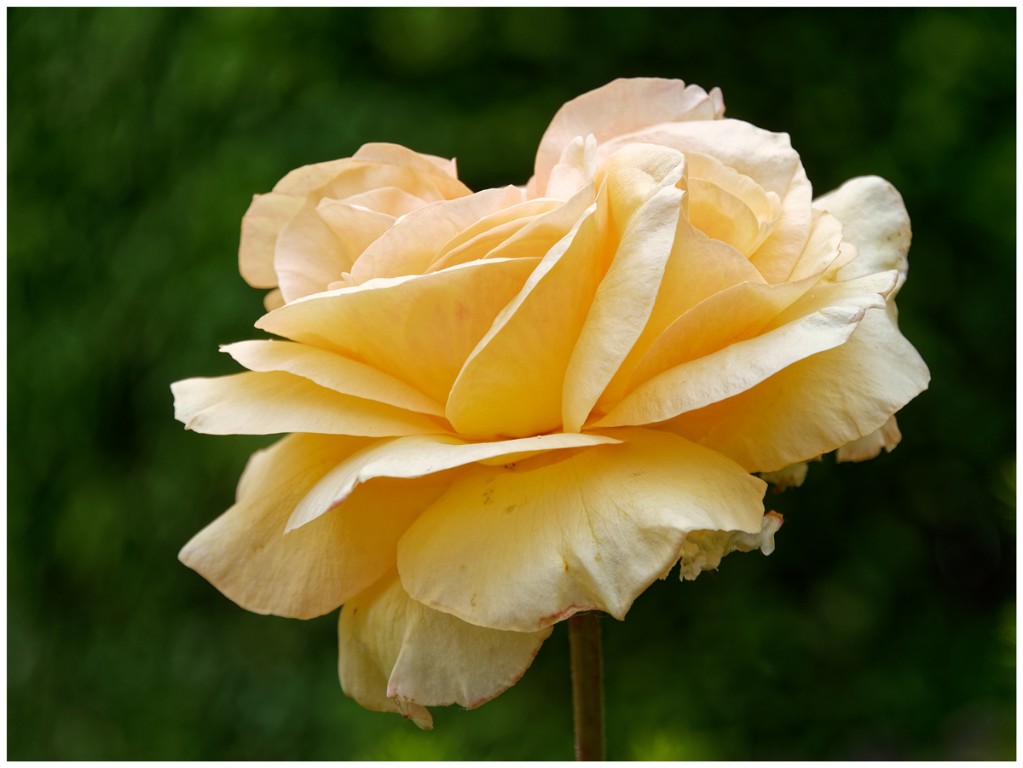 Gelbe_Rose2a_1200px.jpg