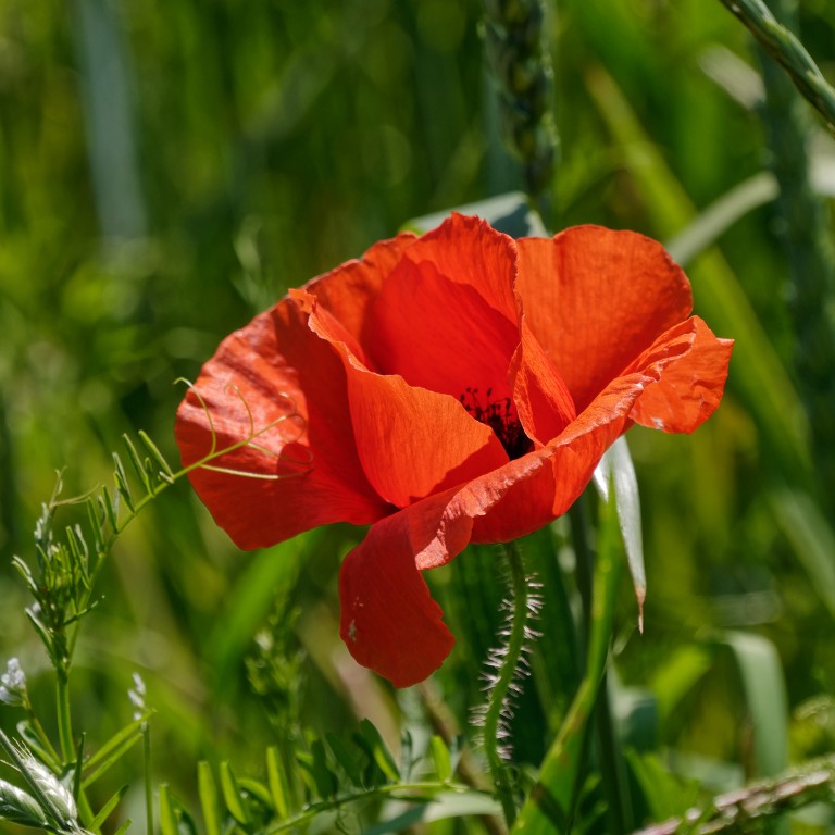 Mohn_1200px.jpg