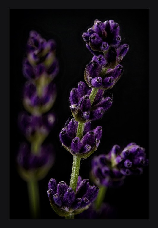 Lavendel_ST34_R_1200px.jpg