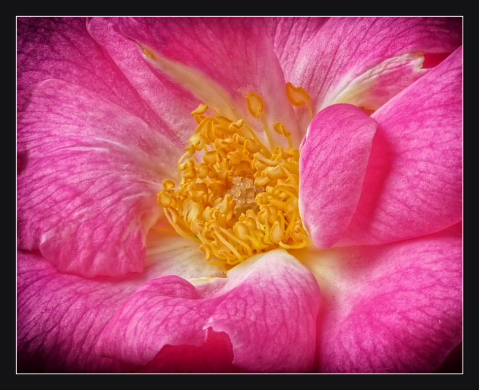 Rose_stacked14_1200px.jpg