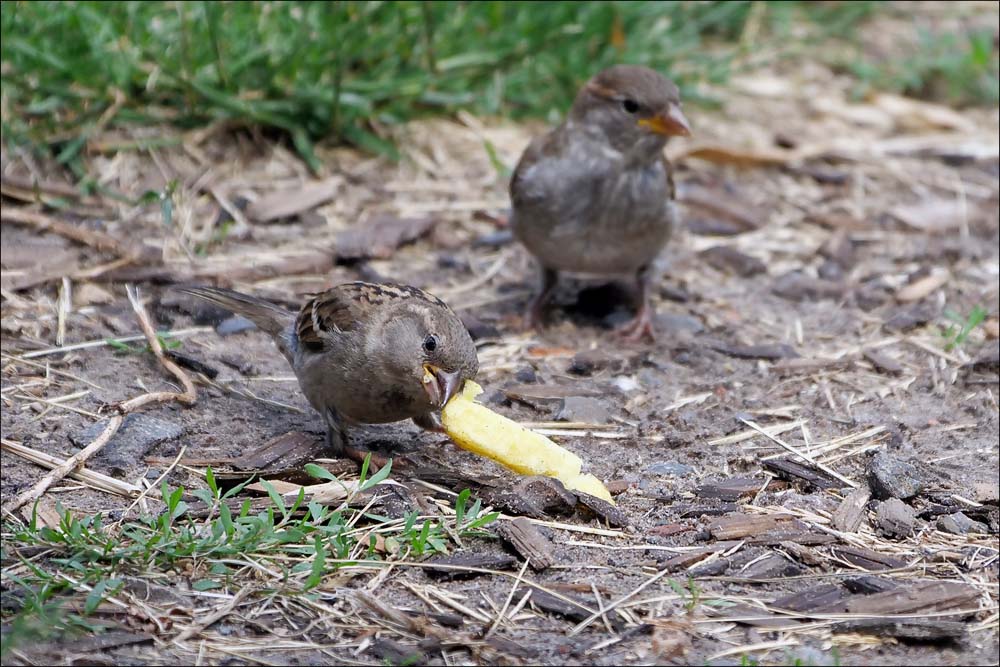 spatz_zoo_3.jpg