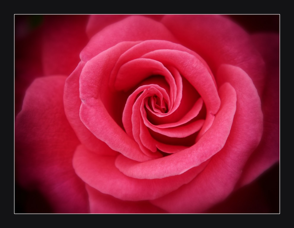 Rose1_BUGA_1200px.jpg