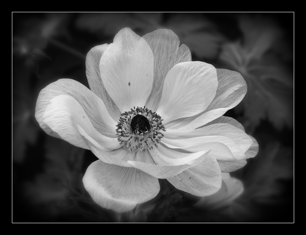 Anemone_weiss_BW_1200px.jpg