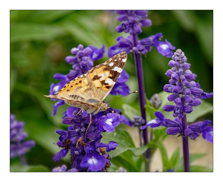 Schmetterling-auf-Salbei_1200px.jpg