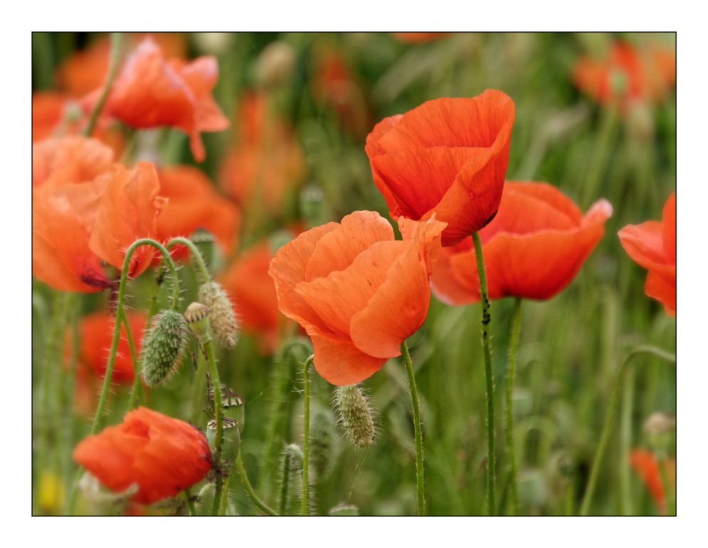 Mohn_BUGA_1200px.jpg