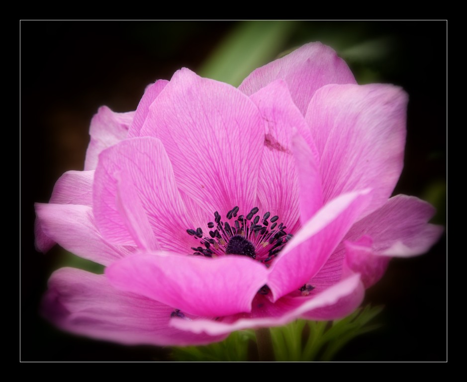 Anemone_lila_1200px.jpg