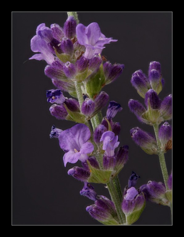 Lavendel_18er_Stack_1200px.jpg