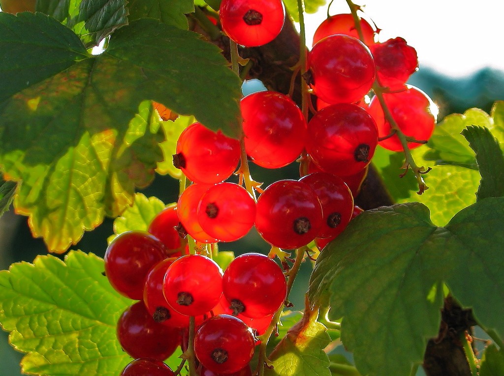 Joh.-Beeren_1.JPG